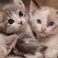 Loài Mèo trong quan niệm của văn hóa Á Đông