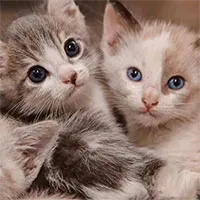 Loài Mèo trong quan niệm của văn hóa Á Đông