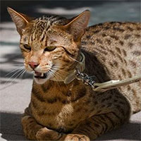 Loài mèo được tạo ra trong phòng thí nghiệm, giá lên đến hàng tỷ đồng/con