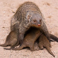 Tại sao cầy mangut mẹ không thể nhận ra con của chính mình đẻ ra?