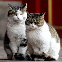 Loài mèo hiểu ngôn ngữ con người như thế nào?