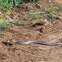 Ngụy trang thất bại, tắc kè hoa bị rắn boomslang tiêm nọc độc