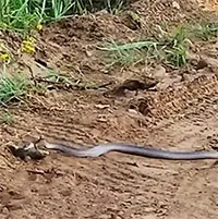 Ngụy trang thất bại, tắc kè hoa bị rắn boomslang tiêm nọc độc