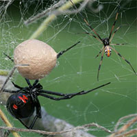 Loài nhện có nọc độc gấp 15 lần rắn đuôi chuông nguy hiểm như thế nào?