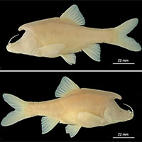 Tìm thấy loài cá mới kỳ lạ, có cấu trúc giống sừng bí ẩn ở phía sau đầu