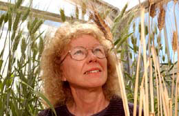 Gene sơ khai giúp tạo ra loại lúa mì chịu mặn