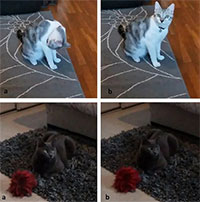 Phát hiện mới về sự xa cách của mèo