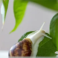 Đột phá mới: Biến chất nhầy ốc sên thành "keo dính" vết thương