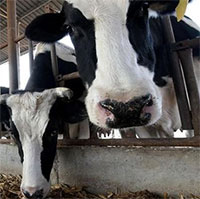 Trung Quốc nhân bản thành công 3 con bò siêu sữa