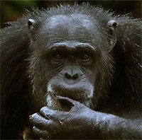 Nghiên cứu cho thấy, con người có thể hiểu cử chỉ của tinh tinh