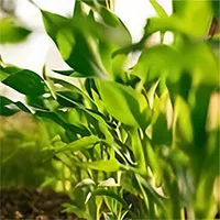 Mặt trái của "thần dược" ngành trồng trọt