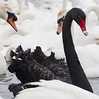 1 triệu con thiên nga đen quý hiếm có thể bị 