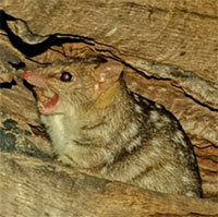 Số phận đau đớn của loài thú có túi chết sớm vì tìm bạn tình