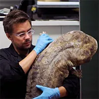 Andrias davidianus: Loài kỳ nhông khổng lồ, có kích thước bằng 1 phụ nữ trưởng thành