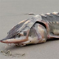 Xác loài cá từ thời tiền sử dạt vào bờ biển nước Mỹ