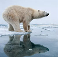 Những loài nào thích ứng tốt với biến đổi khí hậu?