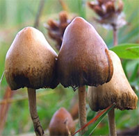 Quốc gia đầu tiên công nhận chất gây ảo giác là thuốc chữa bệnh