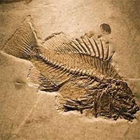 Tại sao trên dãy Himalaya lại có hóa thạch của loài cá?