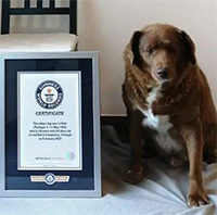 Chú chó già nhất thế giới được ghi danh vào sách kỷ lục Guinness