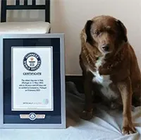 Chú chó già nhất thế giới được ghi danh vào sách kỷ lục Guinness