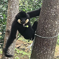 Vượn đen má hung quý hiếm xuất hiện trong khu dân cư ở Đà Nẵng