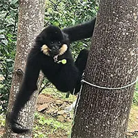 Vượn đen má hung quý hiếm xuất hiện trong khu dân cư ở Đà Nẵng
