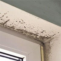 Cảnh giác thứ nguy hiểm có mặt ở khắp nơi khi thời tiết nồm ẩm kéo dài