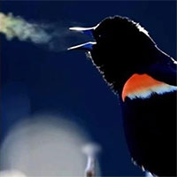 Chim đen bí ẩn há mỏ phun cầu vồng khiến dân mạng mê mẩn