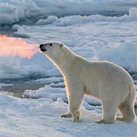 Sự thật đằng sau bức ảnh gấu Bắc Cực thở ra lửa khiến nhiều người xôn xao