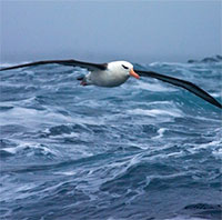 Tại sao chim di cư có thể bay hàng nghìn km mà không cần ăn?