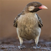 Những loài vật hợp tác với con người để kiếm ăn