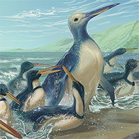 Tìm thấy hóa thạch loài chim cánh cụt lớn nhất từng tồn tại