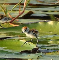 Loài chim biết giả chết để trốn tránh động vật săn mồi