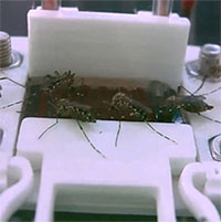 Da nhân tạo bơm đầy máu giúp nghiên cứu muỗi đốt