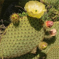 Biến đổi khí hậu khiến xương rồng thay thế tuyết trên dãy Alps