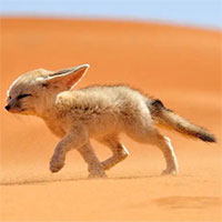 Không cần uống nước, đây là loài vật có thể sống tốt trên sa mạc