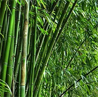 Loại cây là biểu tượng văn hóa Việt có công dụng chữa bệnh "thay đổi thời tiết" vô cùng hiệu quả