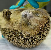 Phát hiện con nhím châu Âu già nhất thế giới