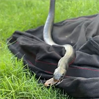 Khoảnh khắc rắn đen bụng đỏ nuốt chửng rắn nâu độc gây sốc