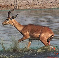 Sinh ra là đã là con mồi, chạy đi đâu cũng không thể thoát khỏi số phận