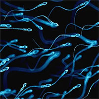 Tiềm năng của thuốc tránh thai dành cho nam giới