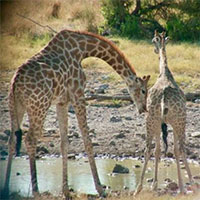 Thói quen kỳ lạ của hươu cao cổ khi đi tìm bạn tình