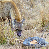 Linh cẩu ma mãnh cướp con mồi của trăn đá trong chớp mắt