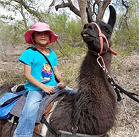 Chú lạc đà không bướu “cao tuổi nhất thế giới”