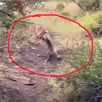 Video: Báo hoa mai bay người lên không trung bắt linh dương và cái kết
