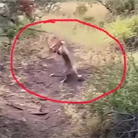 Video: Báo hoa mai bay người lên không trung bắt linh dương và cái kết