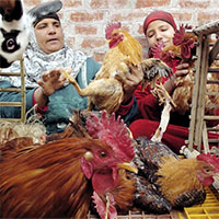 Cúm gia cầm lây lan sang nhiều quốc gia mới, thành mối đe dọa toàn cầu