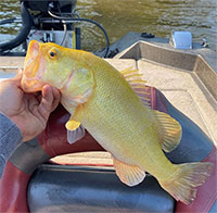 Phát hiện con cá vược miệng rộng có màu quý hiếm tại Mỹ