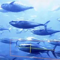 Nhật Bản ứng dụng AI vào nuôi cá lồng