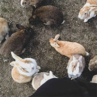 Gần nghìn con thỏ ở Nhật đối diện nguy cơ bị xóa sổ chỉ vì một việc làm của du khách